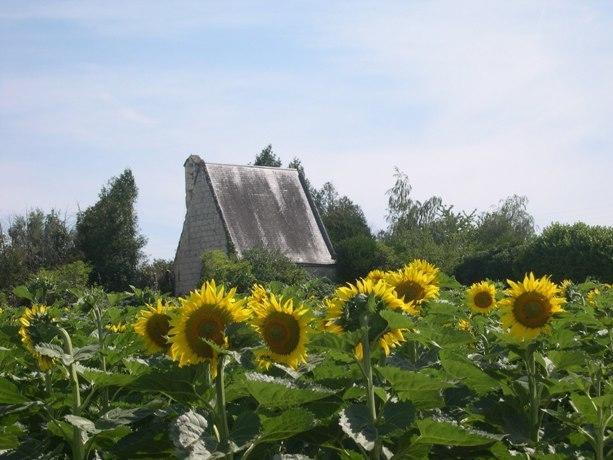 Faverolles-sur-Cher Domaine De La Chapelle - Ch D'Hote מראה חיצוני תמונה